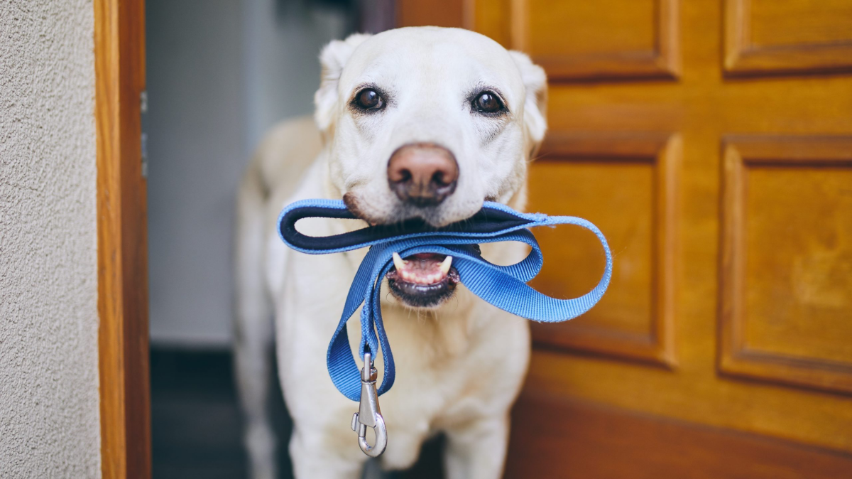 spuelmaschine tipps tricks was spart mehr abswaschen oder geschirrspueler hund haelt seine leine im mund