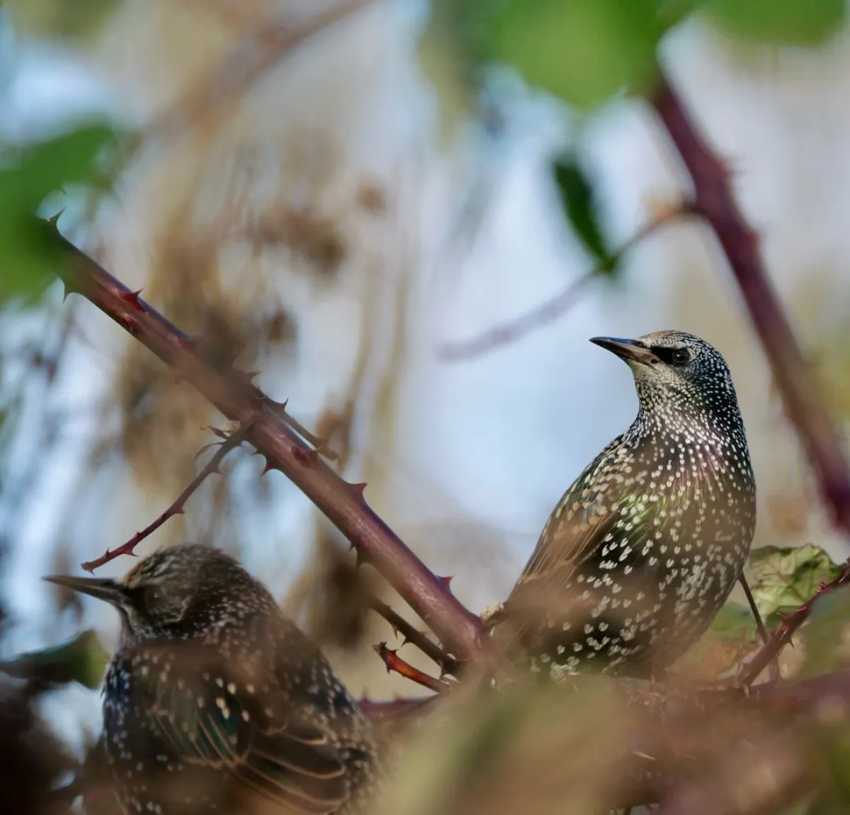 stare effektiv vertreiben schäden im garten