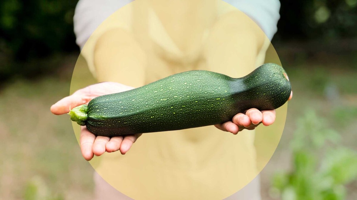 tipps fuer eine gigantische zucchiniernte erfahren sie hier