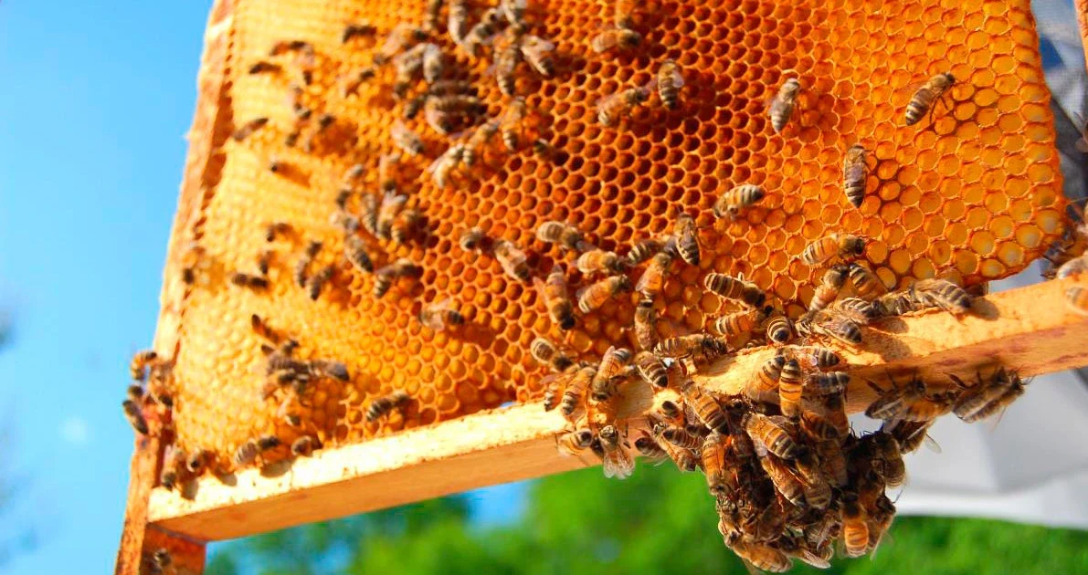 tipps und passende blumen bienenweide schneiden