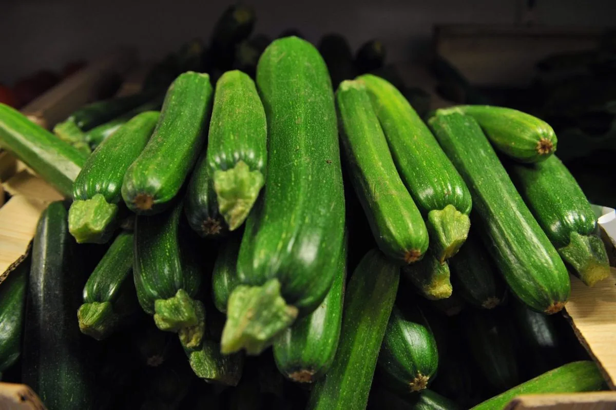 tipps zu anzucht und pflege der zucchini ernte