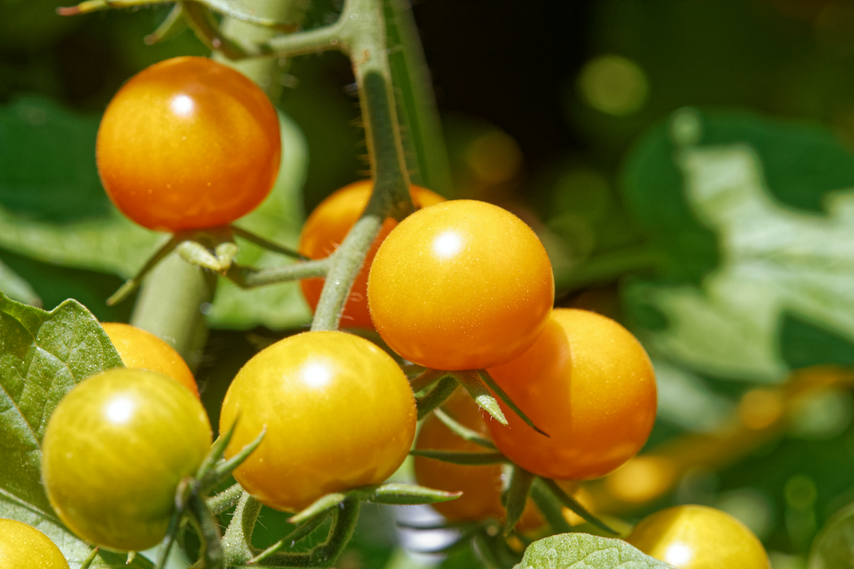 tomate samen keimen gelbe tomaten pflanze garten