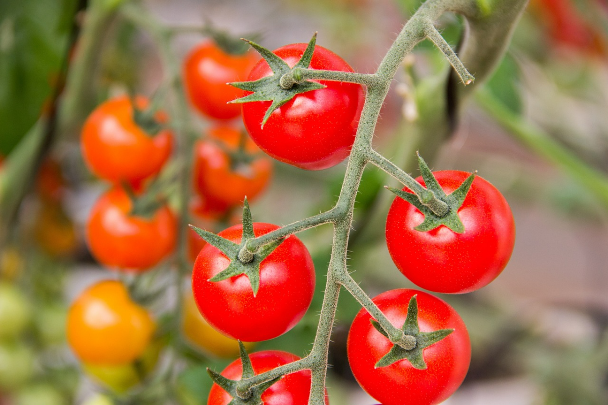 tomaten anbauen tipps tomatenfruechte am stiel