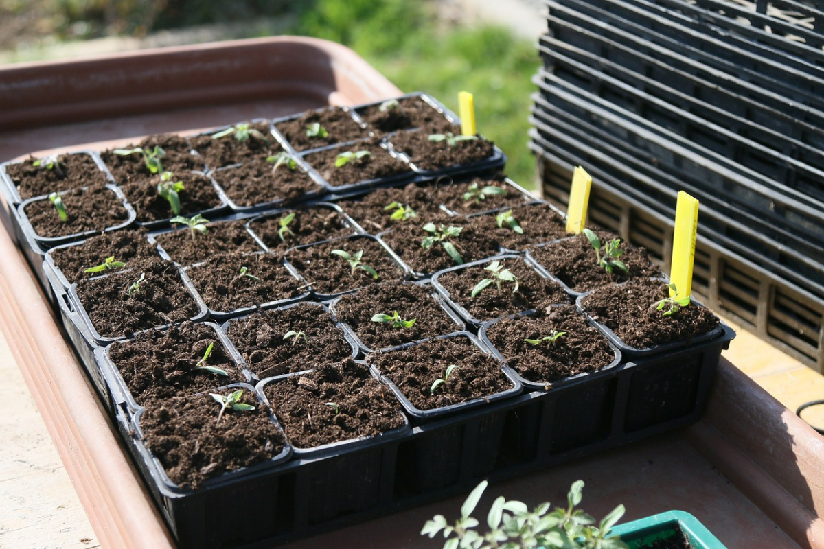 tomaten keimen lassen keimlinge kleine tomatenpflanzen