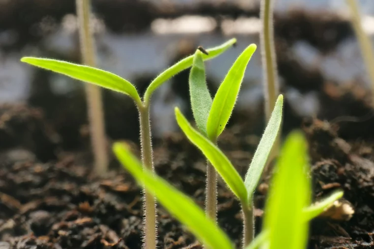 tomaten richtig pikieren keimlinge in erde flanzen