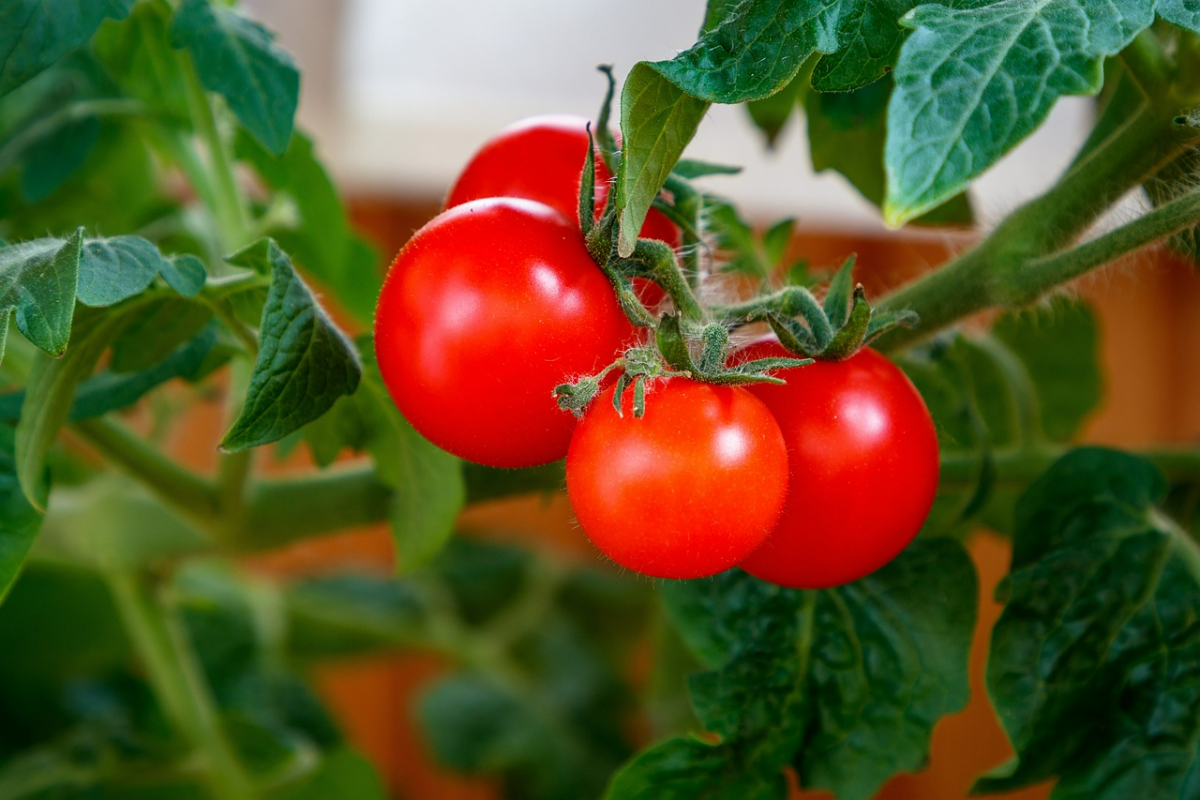 tomaten ziehen anleitung tomatenpflanze miz fruechten