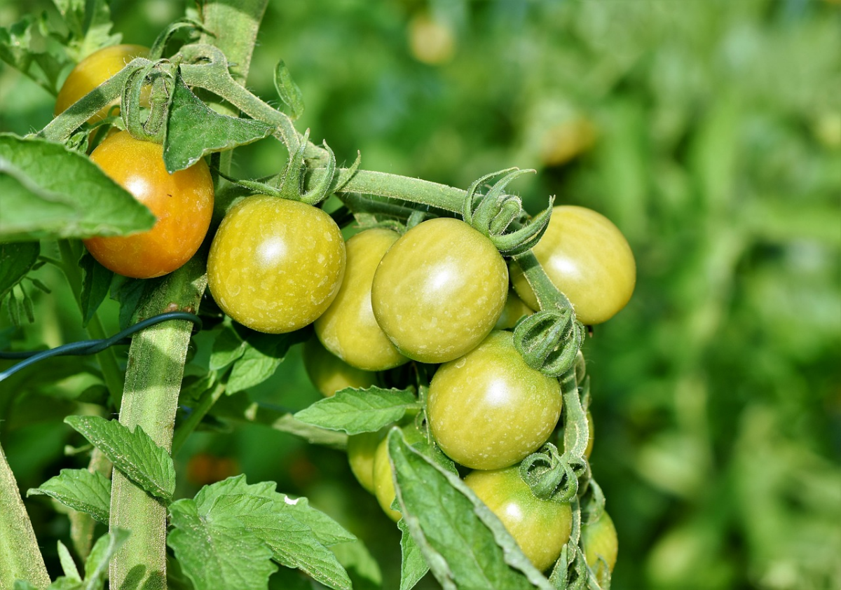 tomatenkerne keimen lassen gruende tomaten tomatenpflanze