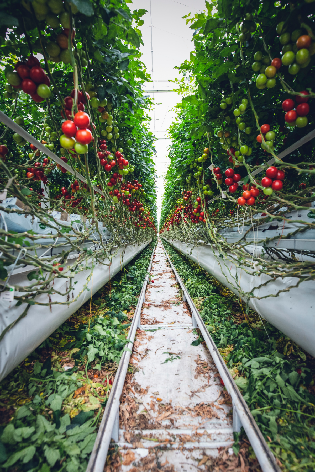 tomatenpflanzen saeen viele tomaten im gewaechshaus