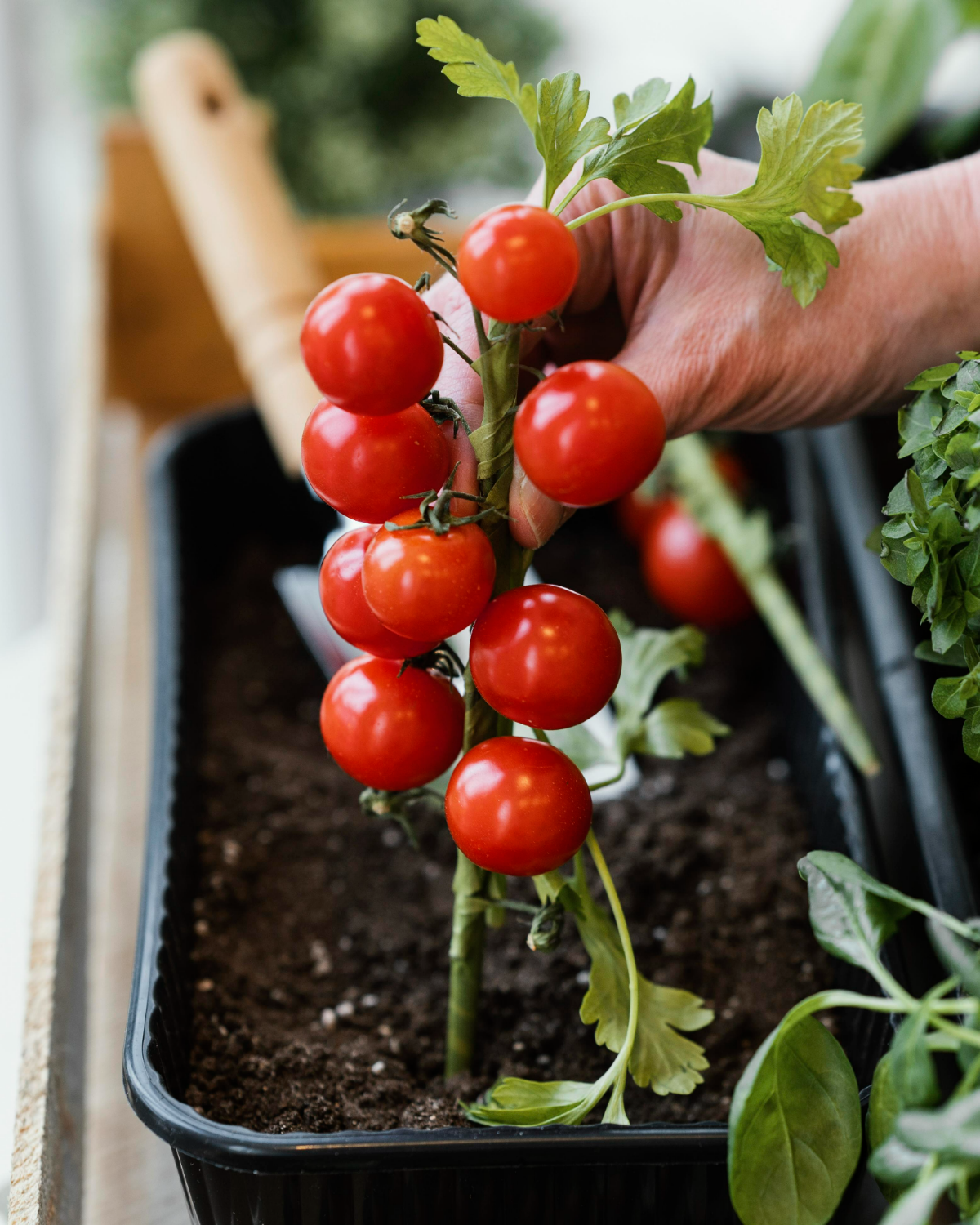 tomatensamen keimen schritt fuer schritt