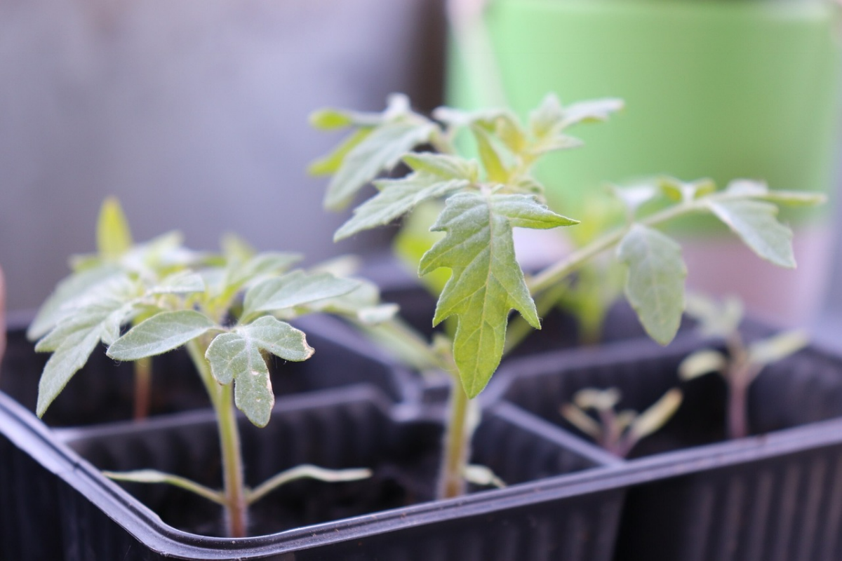 tomatensamen vorkeimen zu hause keimlinge tomaten