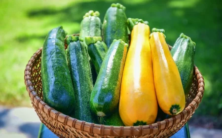 top tipps fuer eine gigantische zucchiniernte