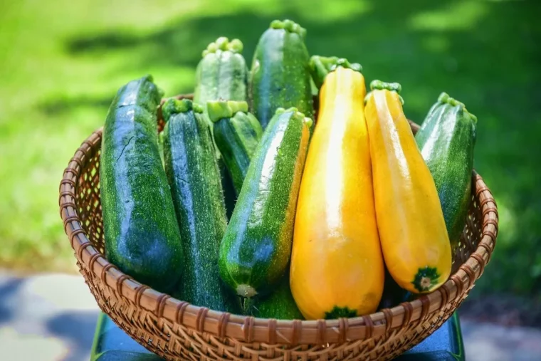 top tipps fuer eine gigantische zucchiniernte