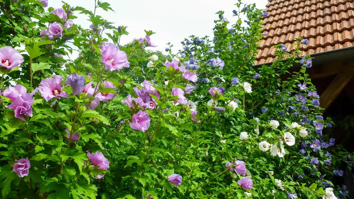 ueberdachte terrasse gemuetlich gestalten lila hibiskus strauss als sichtschutz