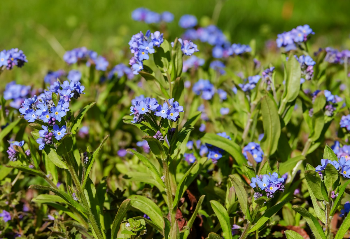 vergissmeinnicht pflanze mit kleine blauen blueten bodendecker
