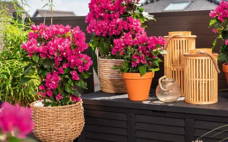 violette bougainvillea in rattankorb balkon bepflanzen