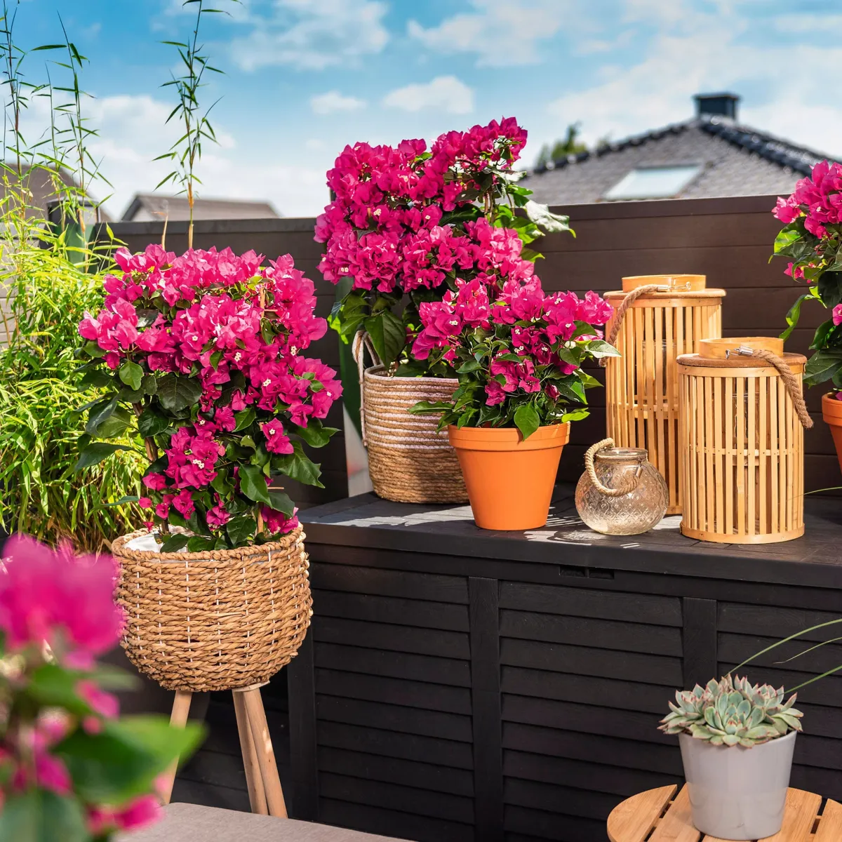 violette bougainvillea in rattankorb balkon bepflanzen