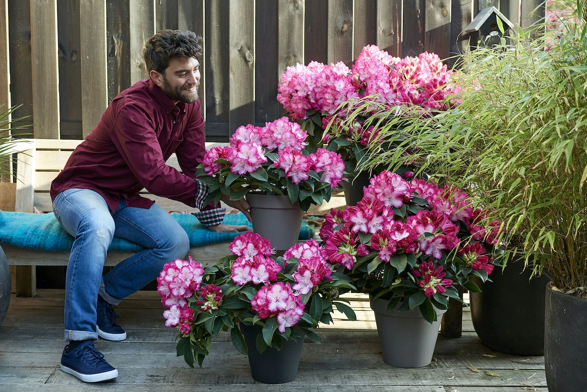 wann man rhododendron düngen hausmittel