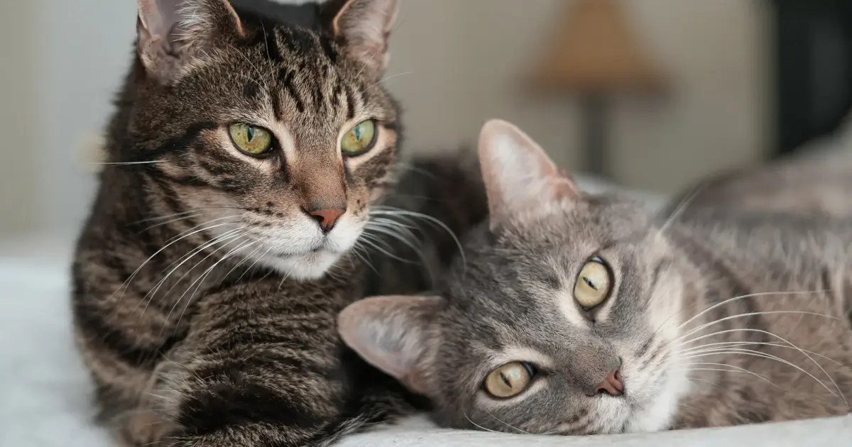 was gibt man ins katzenklo zwei graue katzen liegen