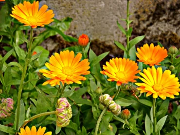 was hilft gegen kraehen im garten ringelblumen