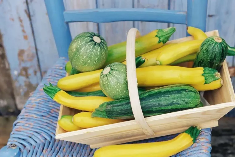 was muss ich beim anbau von zucchini beachten