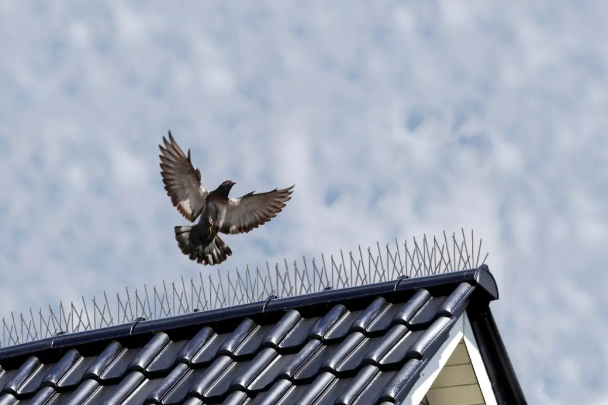 was tun gegen vogelkot auf dem dach birdblocker dach mit spikes taube will landen