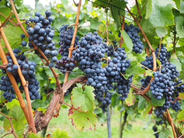 weinreben unterpflanzen weintrauben reben garden