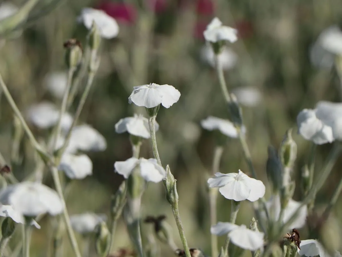 welche stauden bluehen den ganzen sommer