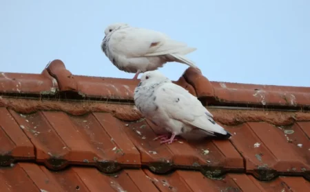 wie halte ich voegel vom haus fern zwei weisse tauben vogelkot auf dem dach