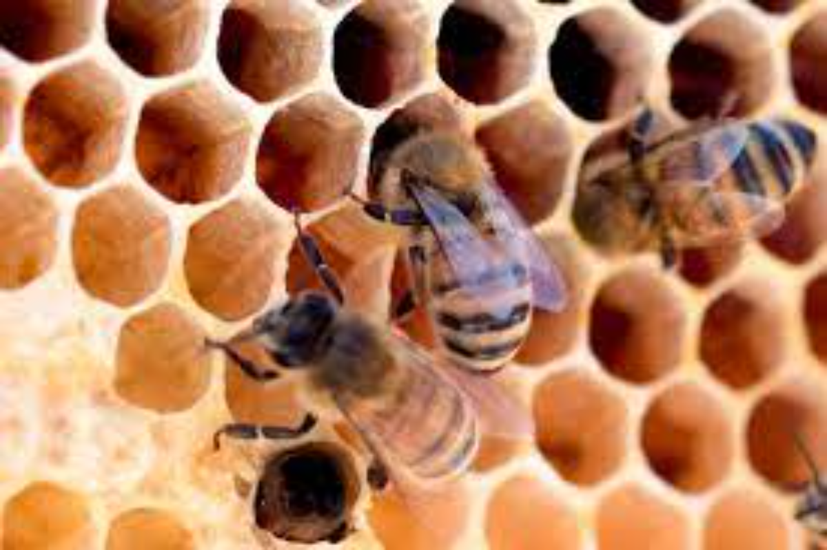 wie kann man bienen helfen honig herzustellen