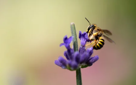 wie kann man schwachen bienen helfen bienenfreundliche pflanzen