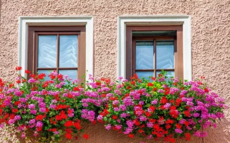 wie oft muessen geranien im sommer gegossen werden geranien in balkonkasten ueppig blueten