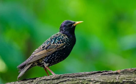 wie sehen stare aus schwrzer vogel mit gelbem schnabel