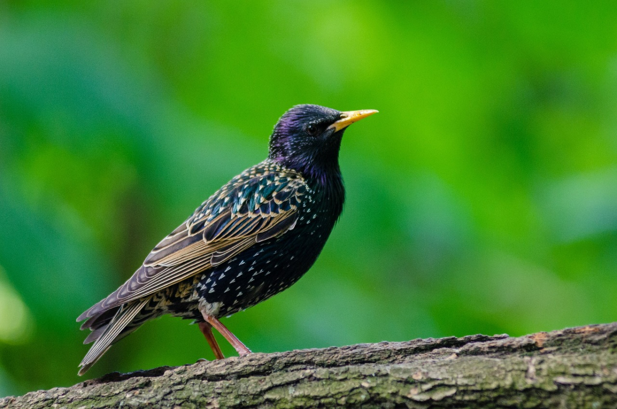 wie sehen stare aus schwrzer vogel mit gelbem schnabel