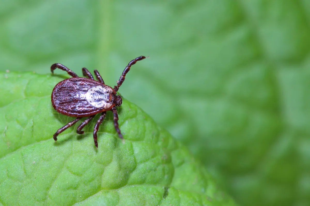 zecken im garten bekämpfen mit hausmitteln