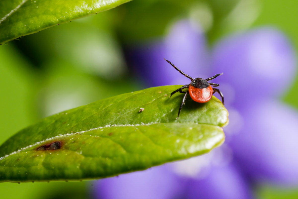 zecken im garten natuerlich bekaempfen durch pflanzen