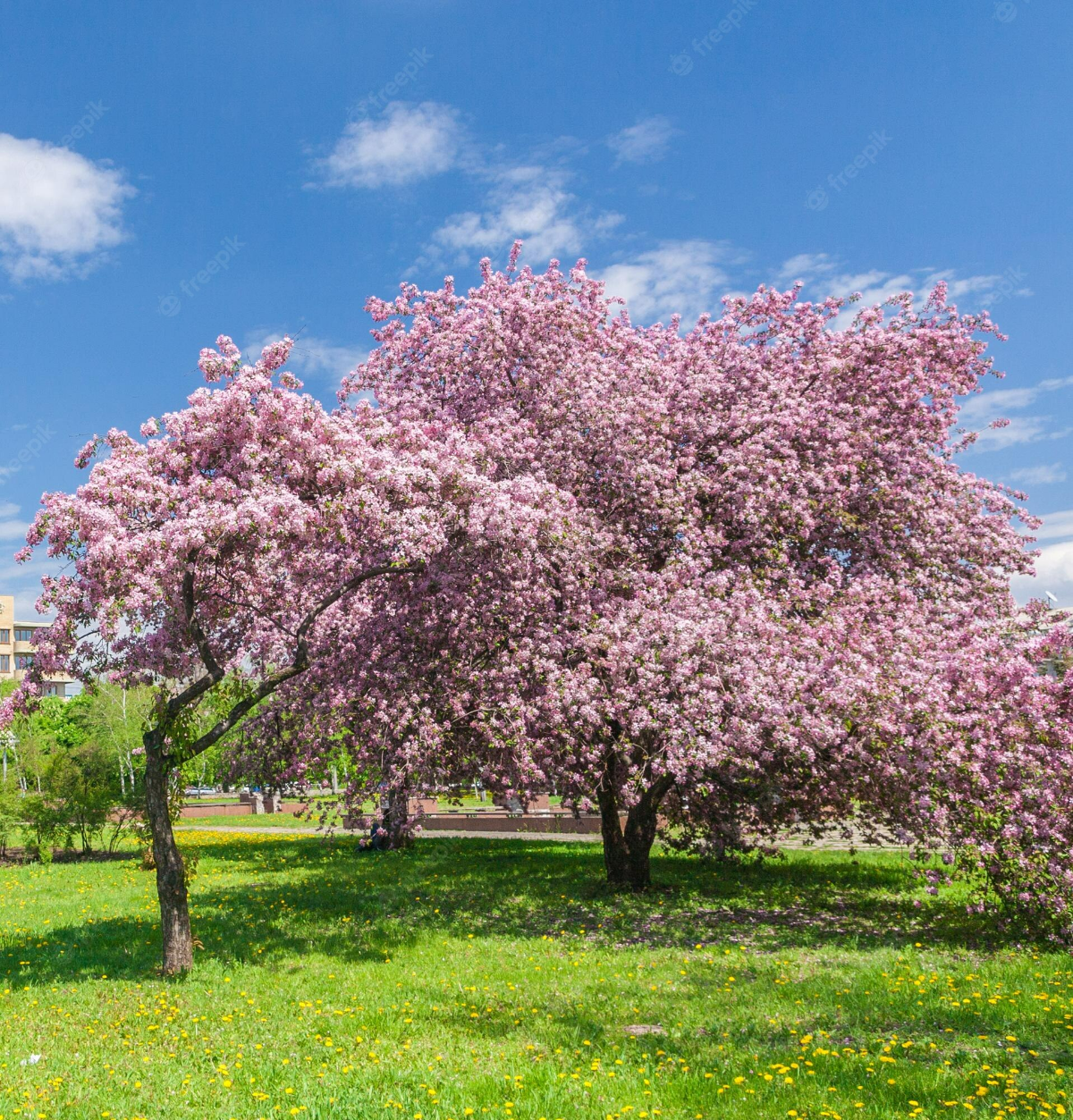 zierkirsche unterpflanzen baueme mit rose blueten