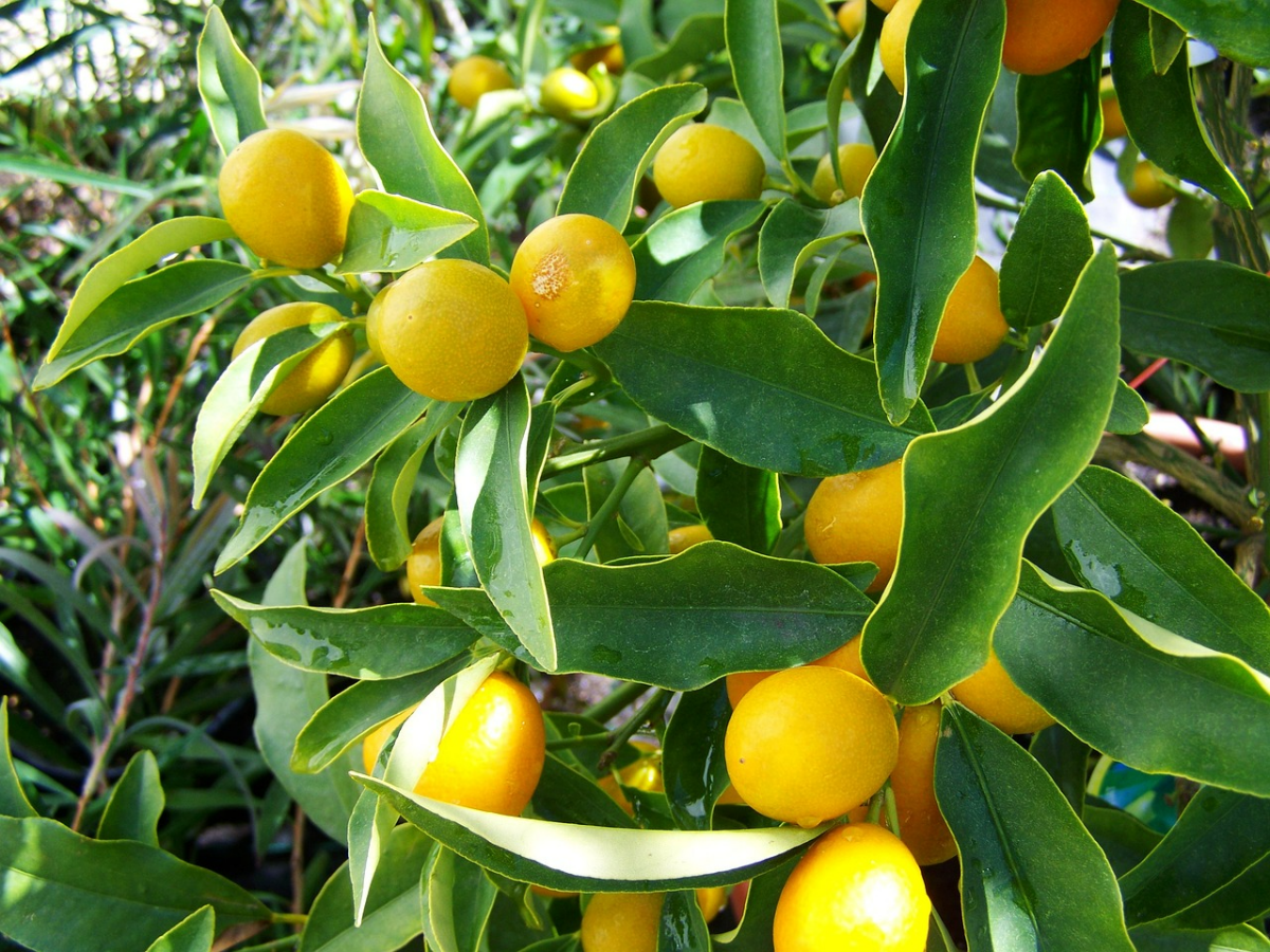 zitronenbaum mit kaffeesatz duengen baum mit zitronen