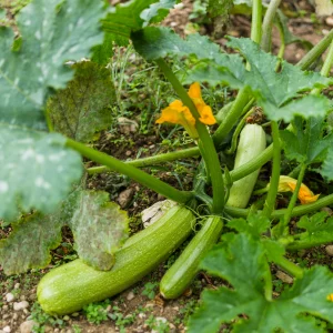 zucchini pflanze pflege groesse fruechte garten tipps