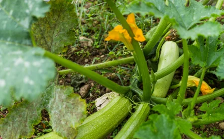 zucchini pflanze pflege groesse fruechte garten tipps