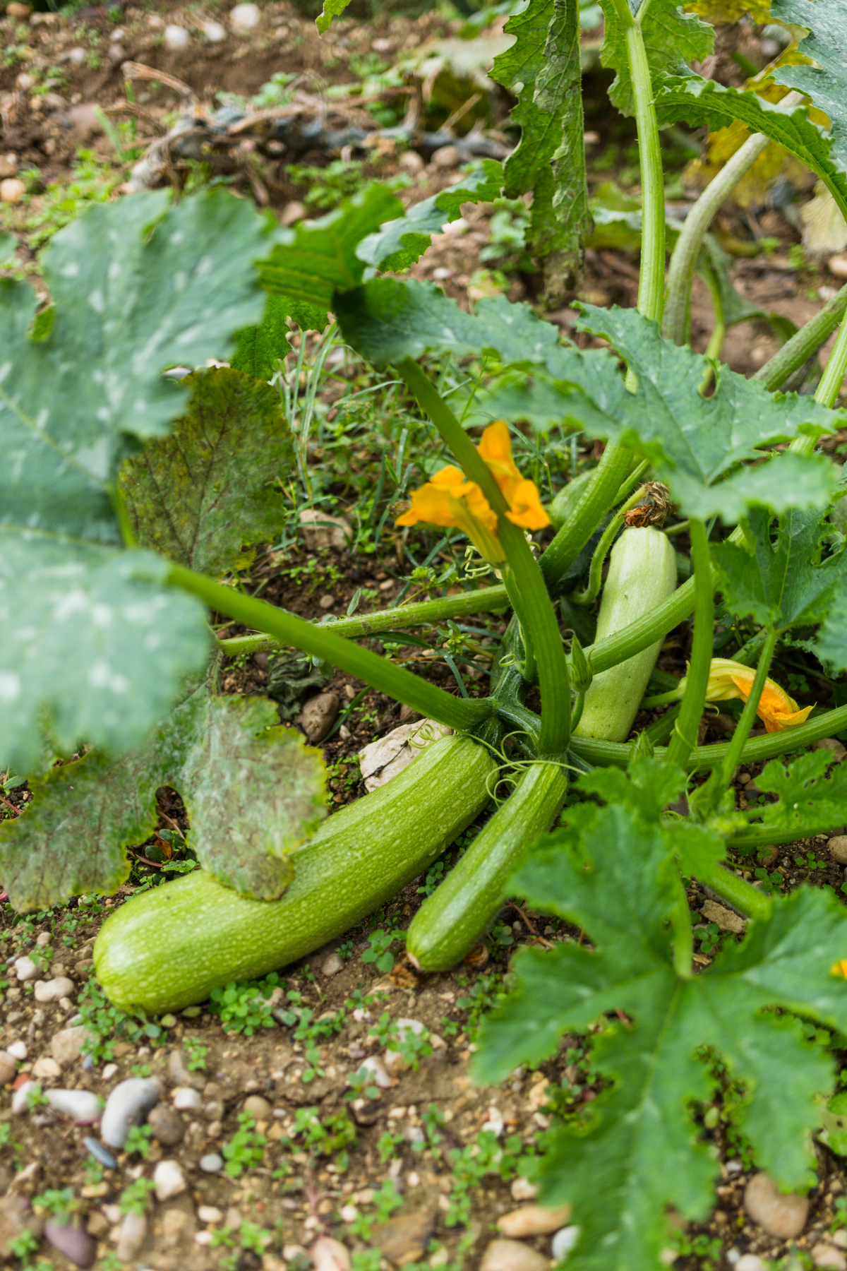 zucchini pflanze pflege groesse fruechte garten tipps