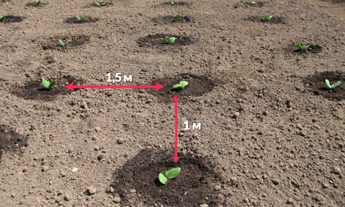 zucchini pflanzen erfahren sie hier mehr