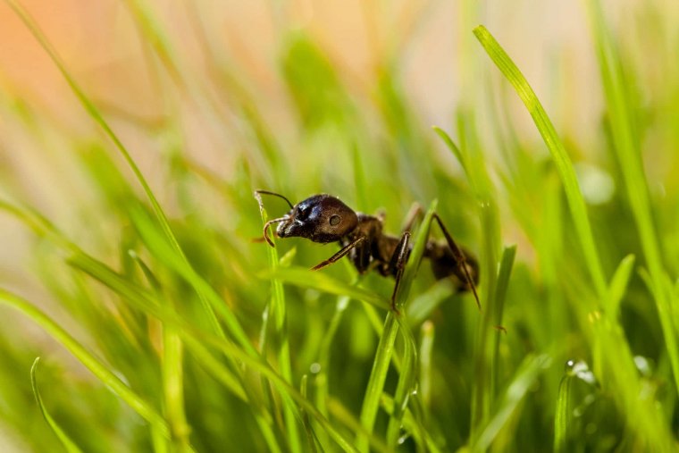 ant in grass scaled