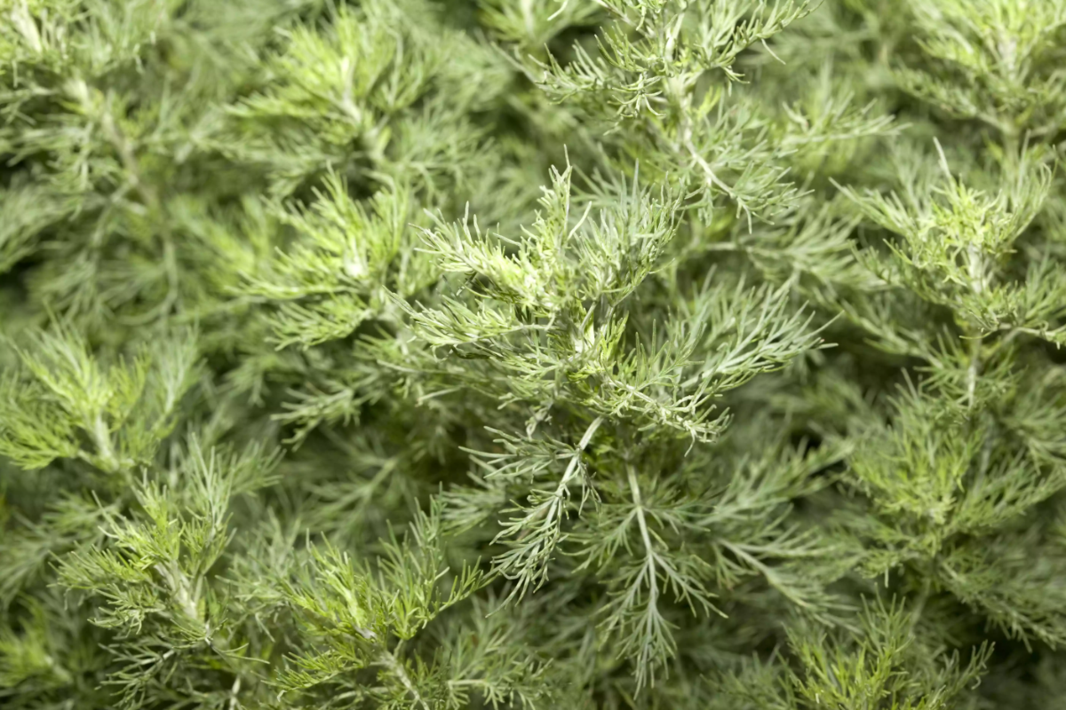 artemisia im garten ist gut für trockenheit