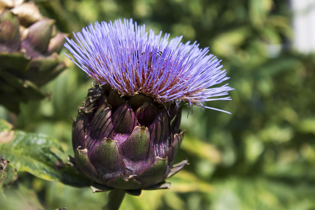 artischockenpflanze mit violett blühender spitze