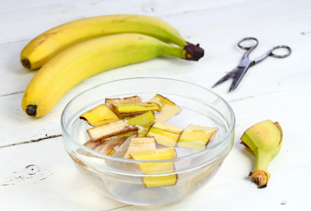 bananenschalen in einer tasse mit wasser als natürlicher dünger für gurken