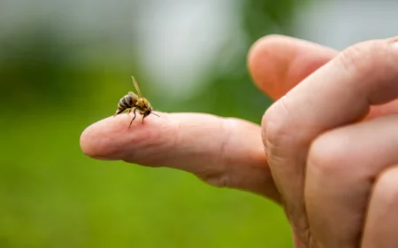 biene am finger einer person vor grünem rasen