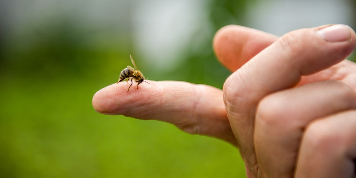 biene am finger einer person vor grünem rasen