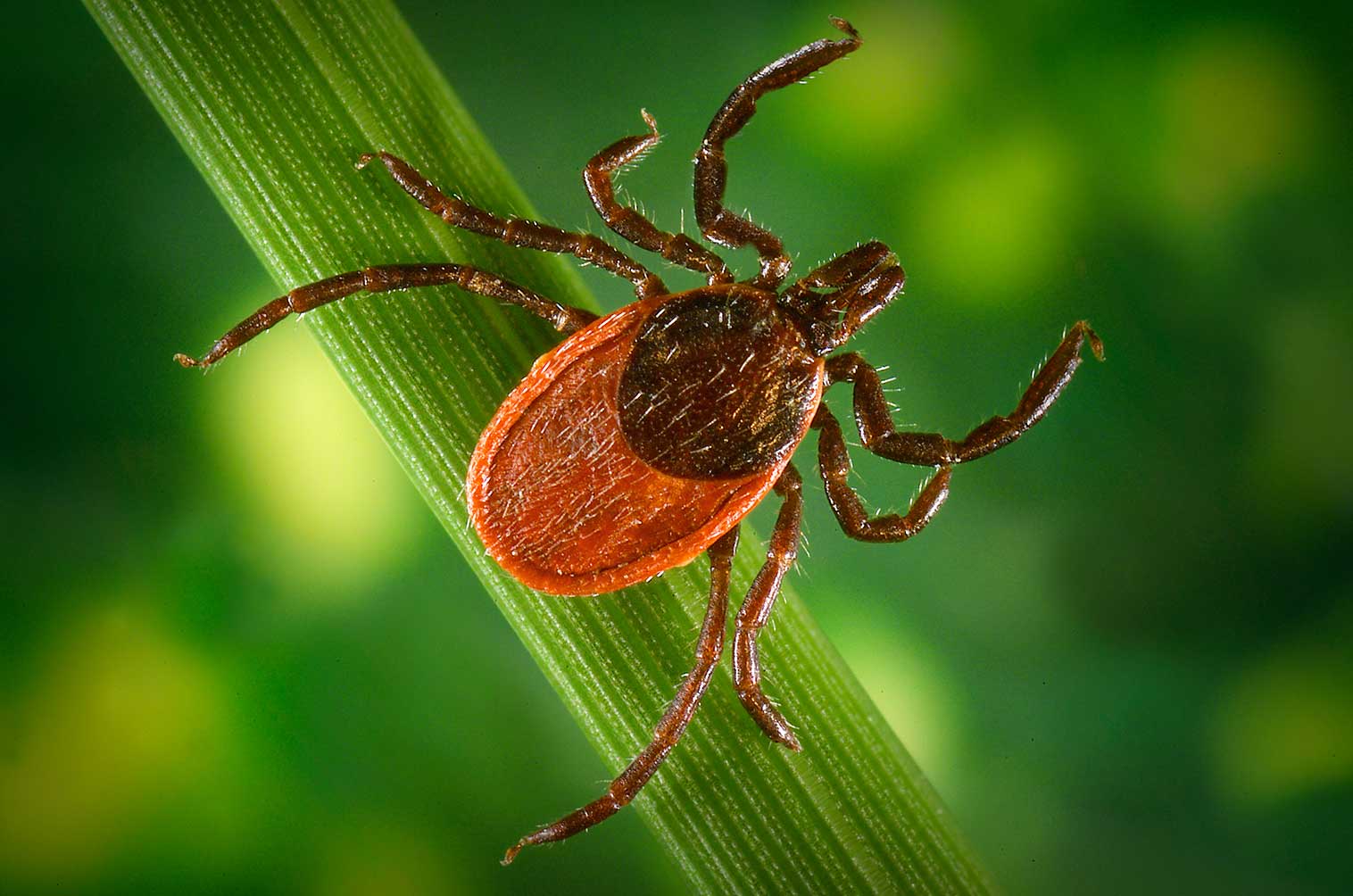 blacklegged tick cdc