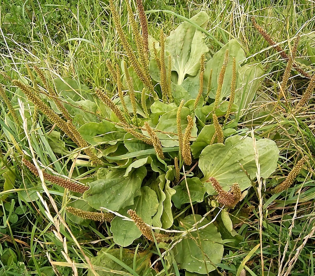 breitwegerich plantago major