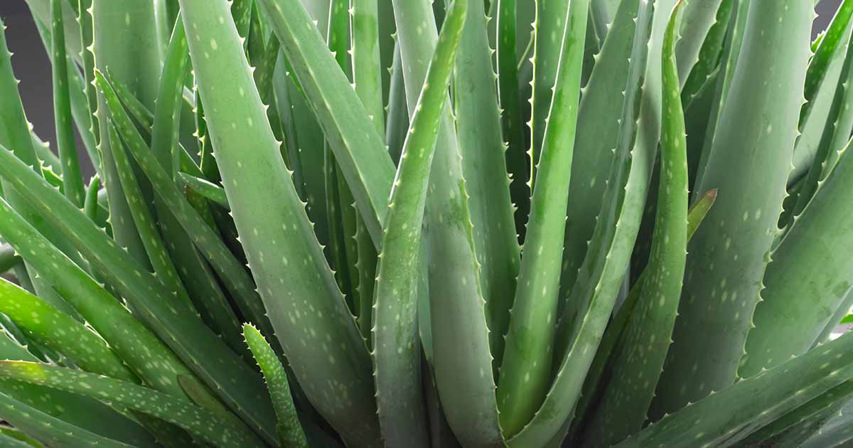 die aloe pflanze ist eine der pflanzen für trockenheit